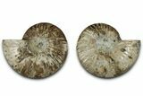 Cut & Polished, Agatized Ammonite Fossil - Madagascar #318036-1